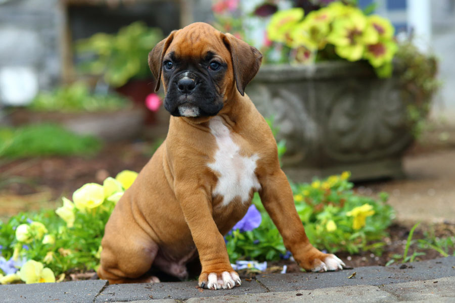 Boxers The Dog Breed Often Used For Protection