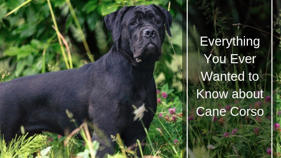 Cane Corso All About This Confident Dog Breed