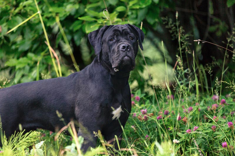 Cane Corso All About This Confident Dog Breed