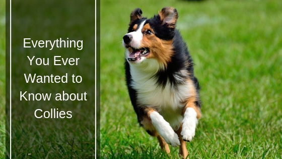 Everything You Ever Wanted to Know about Collies