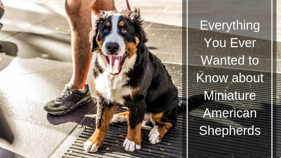 Everything You Ever Wanted to Know about Miniature American Shepherds