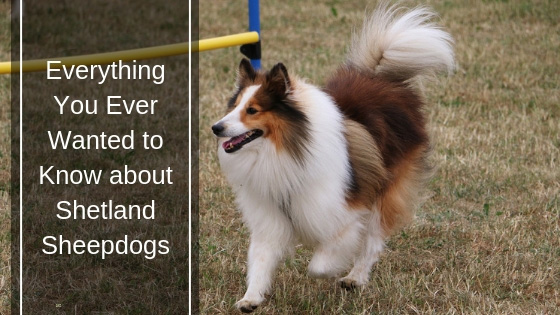 Everything You Ever Wanted to Know about Shetland Sheepdogs HI