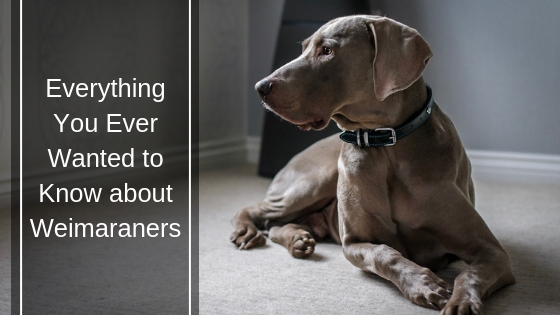 Everything You Ever Wanted to Know about Weimaraners