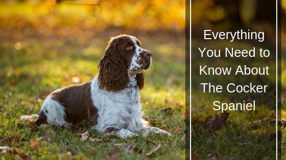 Everything You Need to Know about the Cocker Spaniel