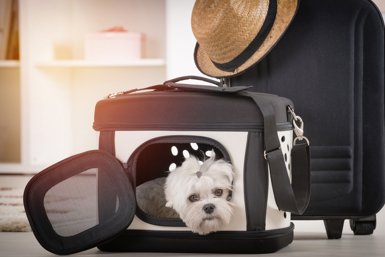 Hawaiian Airlines Pet & Emotional Support Animal Policy