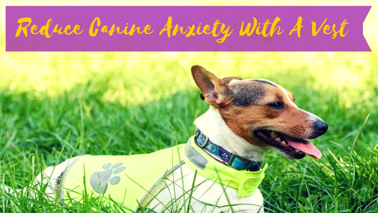 Reduce Canine Anxiety With A Vest