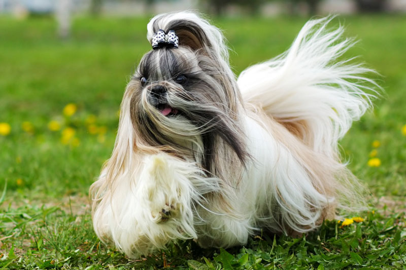 Shih Tzus: The Complete Breed & Care Guide