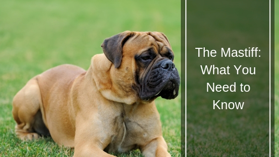 The Mastiff What You Need to Know