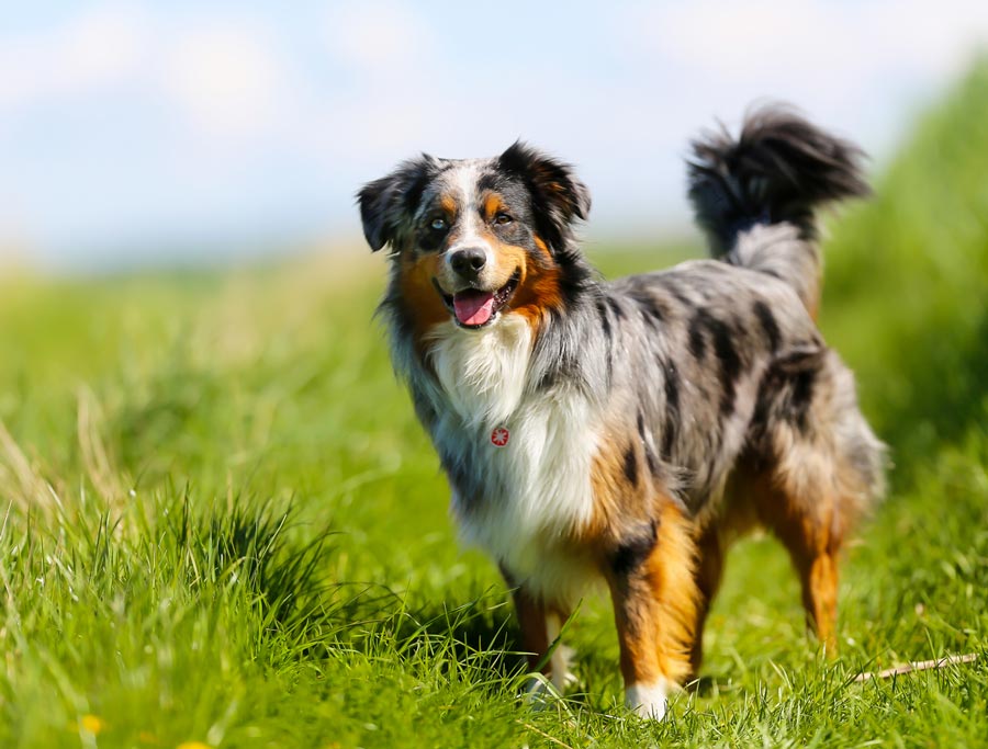 australian shepherd digging