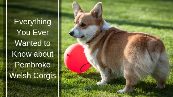 Everything You Ever Wanted to Know About Pembroke Welsh Corgis