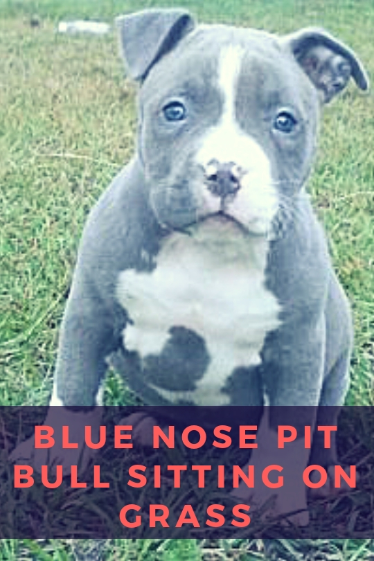 Blue Nose Pit Bull sitting on Grass