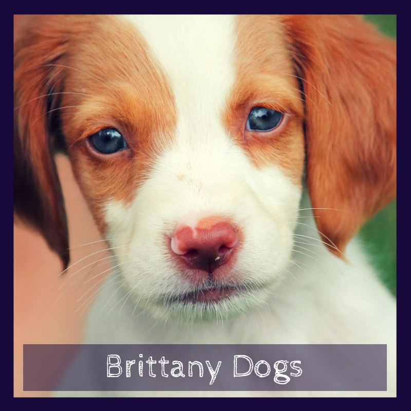 Brittany Dogs