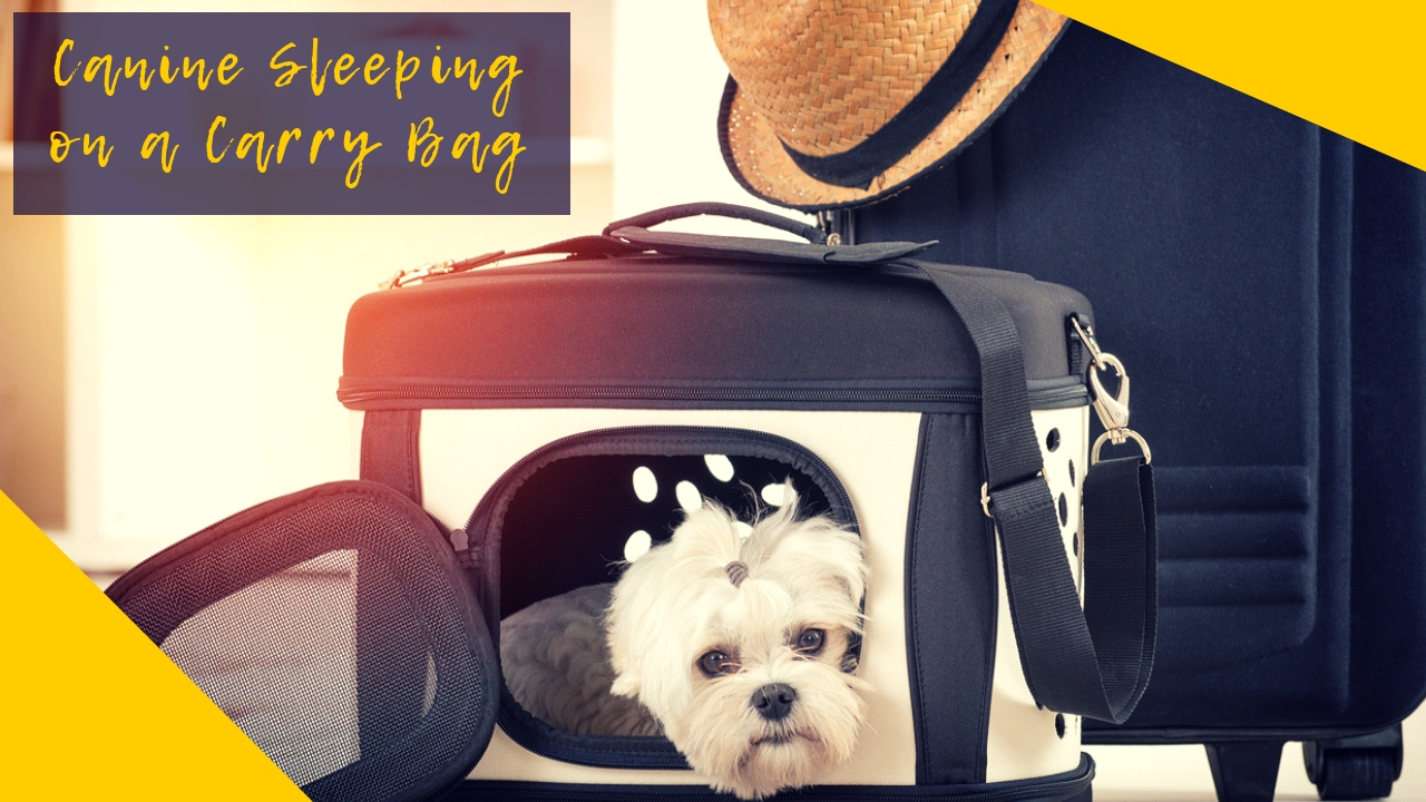 Canine Sleeping on a Carry Bag