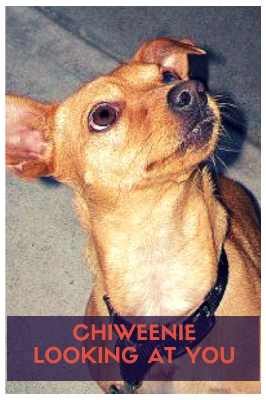 Chiweenie Looking at You