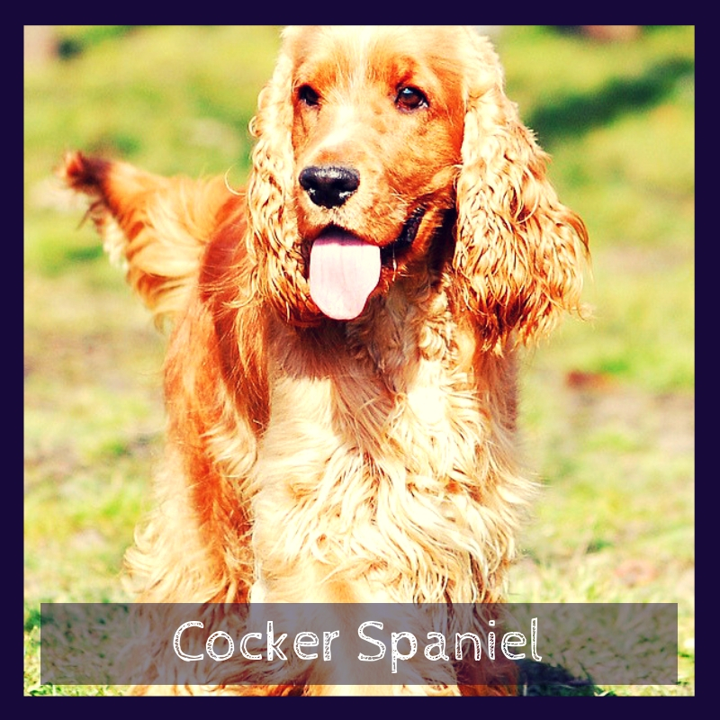 Cocker Spaniel