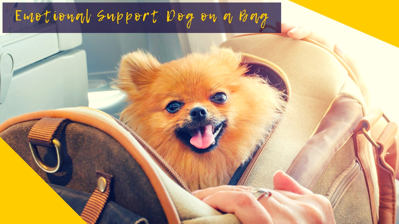 Emotional Support Dog on a Bag