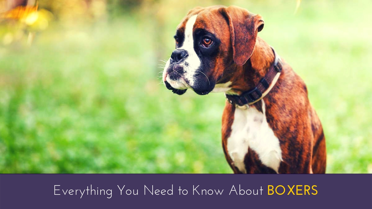 Everything You Need to Know About Boxers