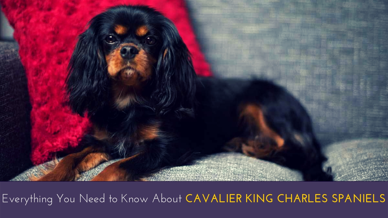 Everything You Need to Know About Cavalier King Charles Spaniels