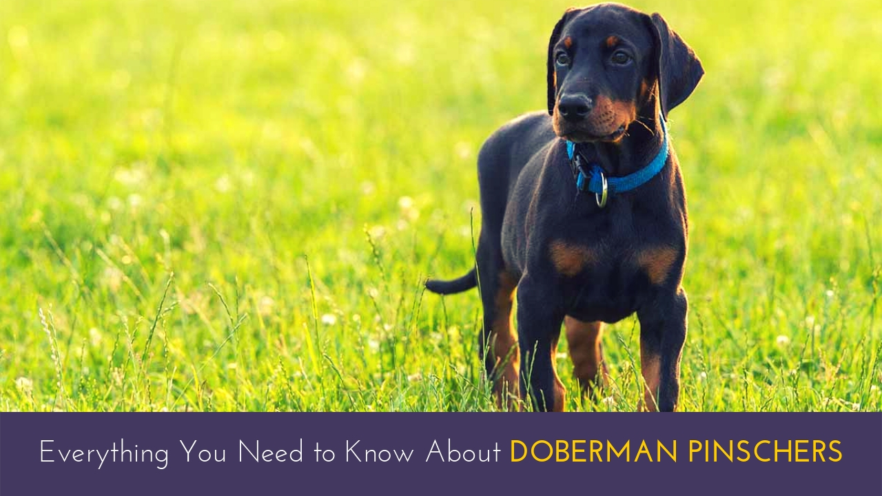 Everything You Need to Know About Doberman Pinschers