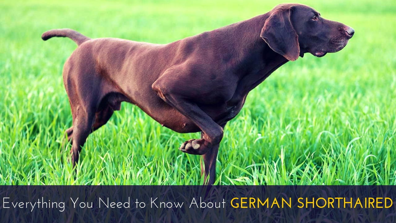 Everything You Need to Know About German Shorthaired