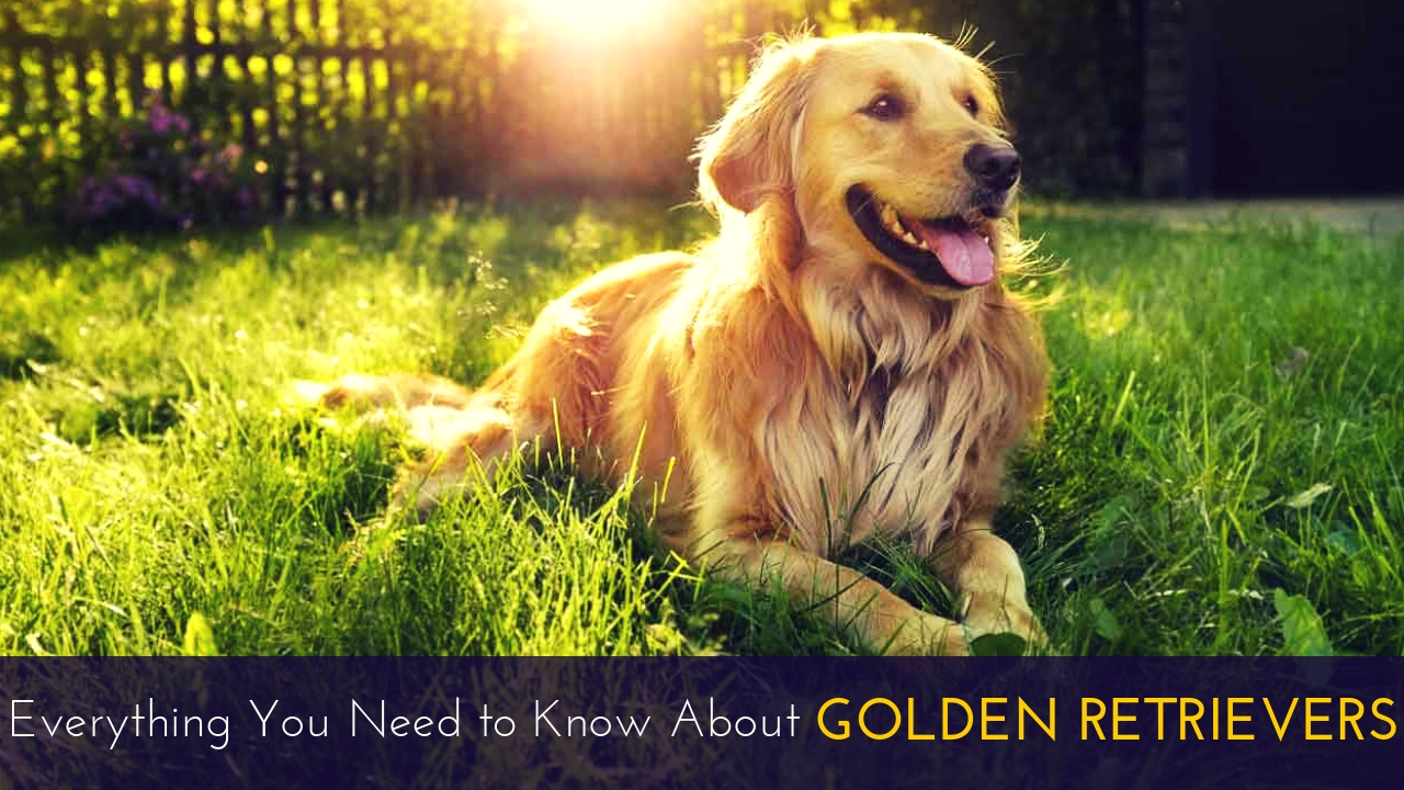 Everything You Need to Know About Golden Retrievers