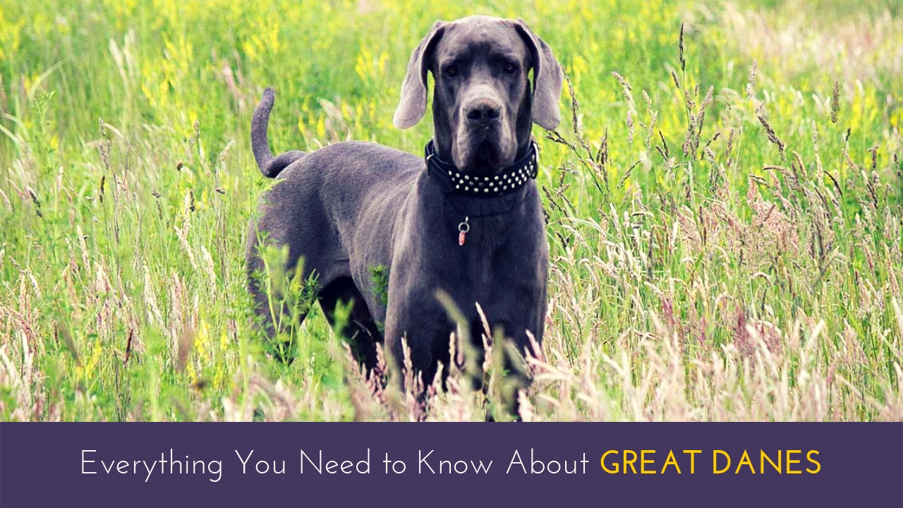 Everything You Need to Know About Great Danes