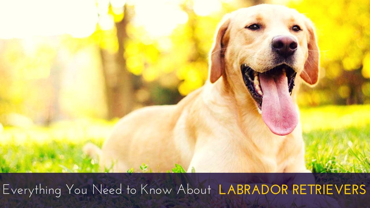 Everything You Need to Know About Labrador Retrievers