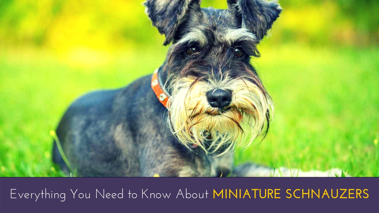 Everything You Need to Know About Miniature Schnauzers