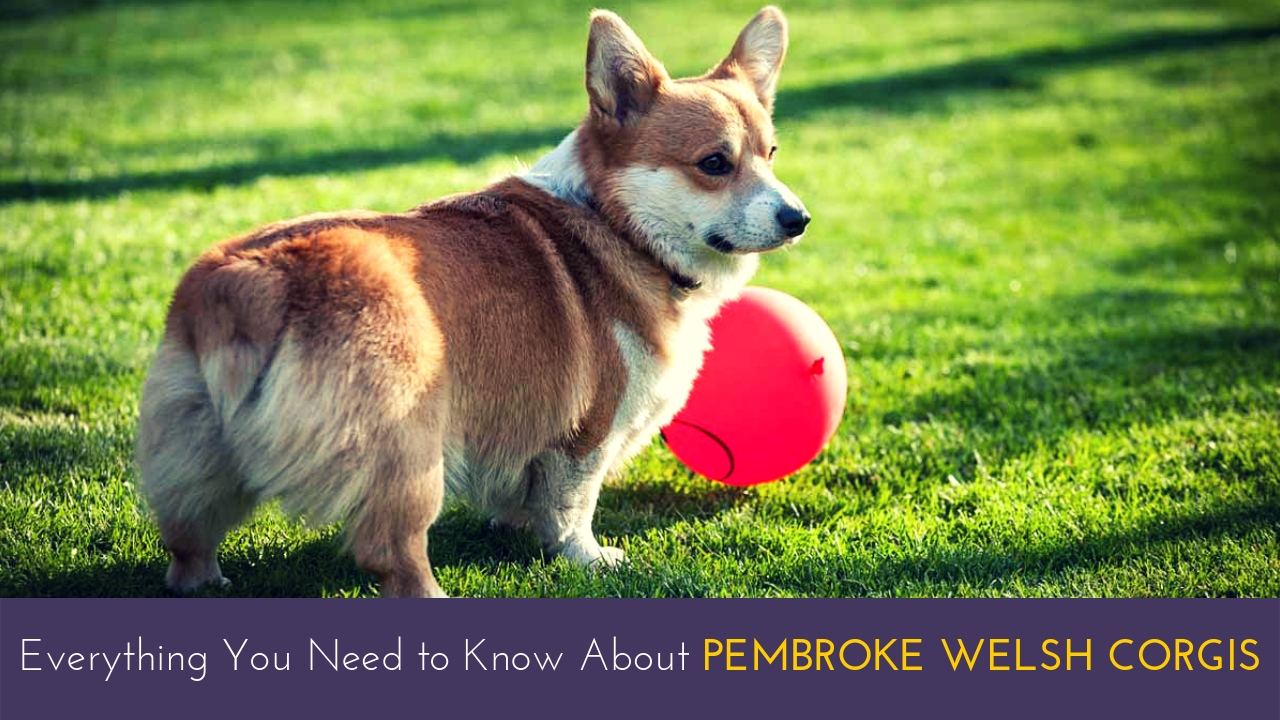 Everything You Need to Know About Pembroke Welsh Corgis