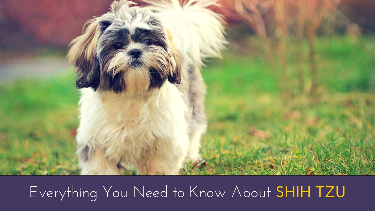 Everything You Need to Know About Shih Tzu