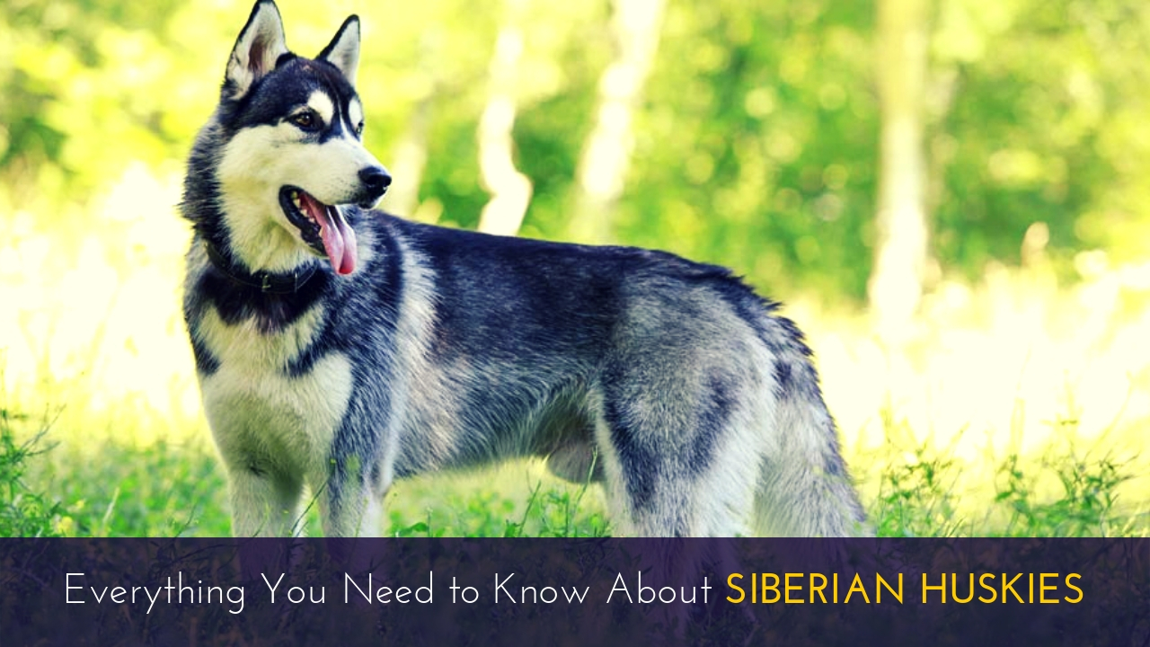 Everything You Need to Know About Siberian Huskies