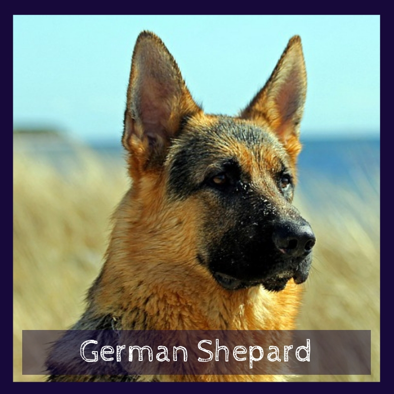 German Shepard