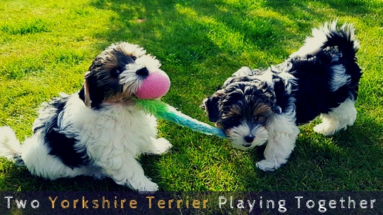 Two Yorkshire Terrier Playing Together