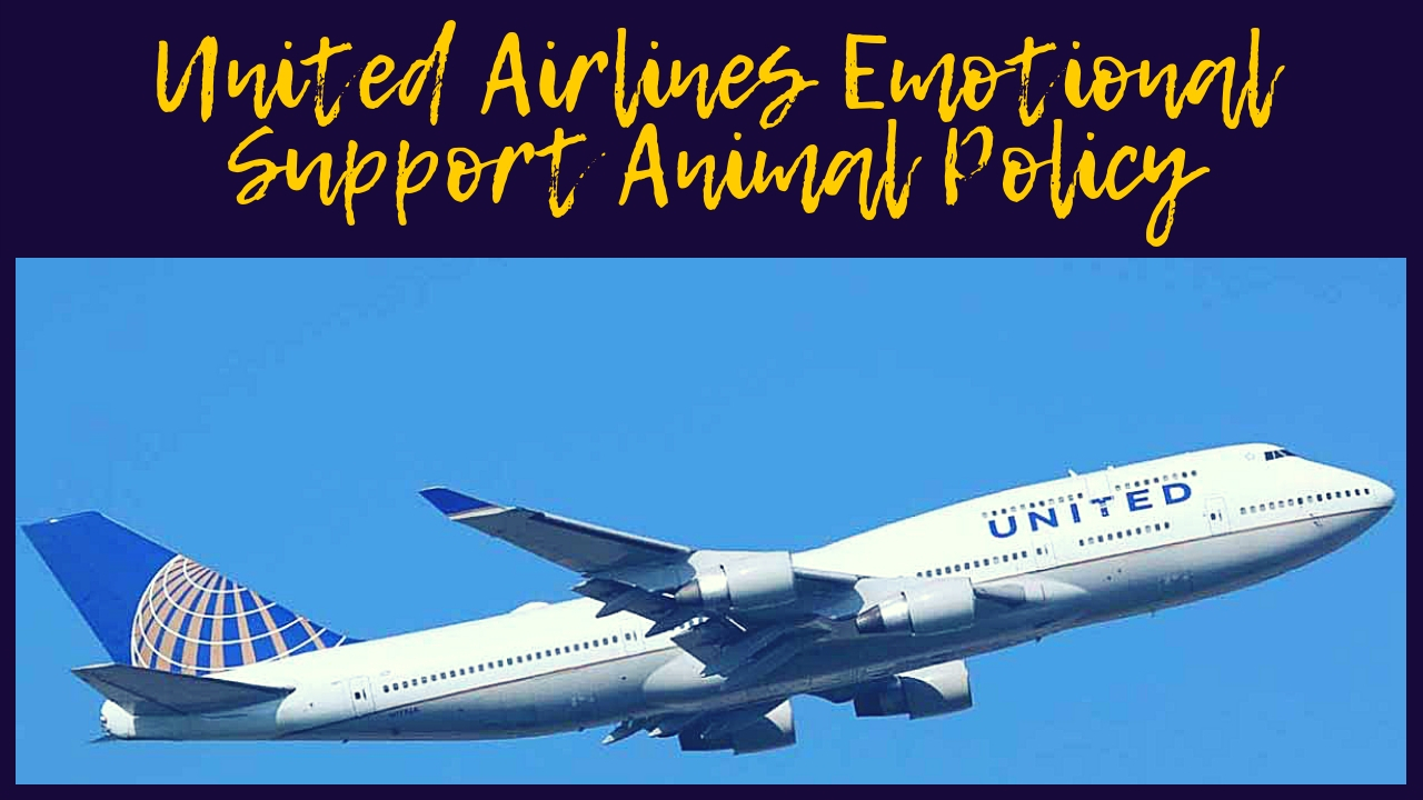 United Airlines Emotional Support Animal Policy