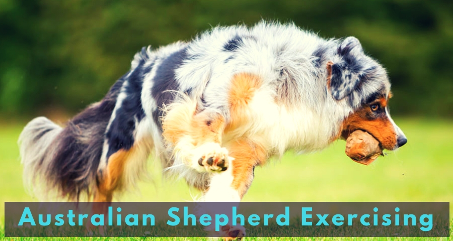 Australian Shepherd Exercising