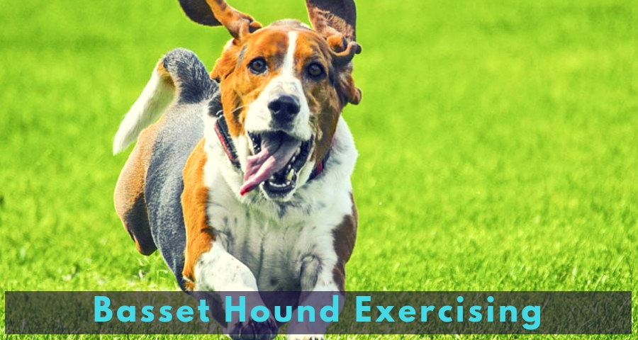 Basset Hound Exercising