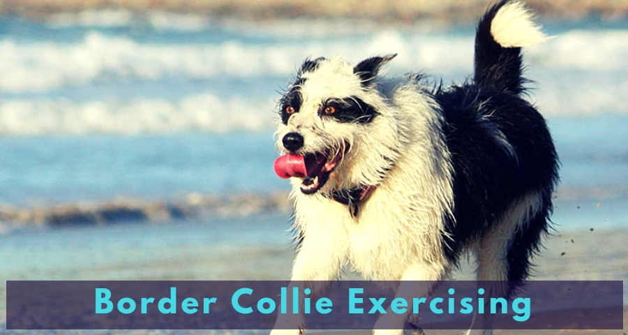Border Collie Exercising