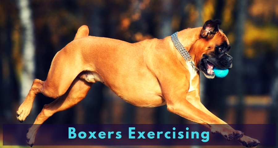 Boxers Exercising