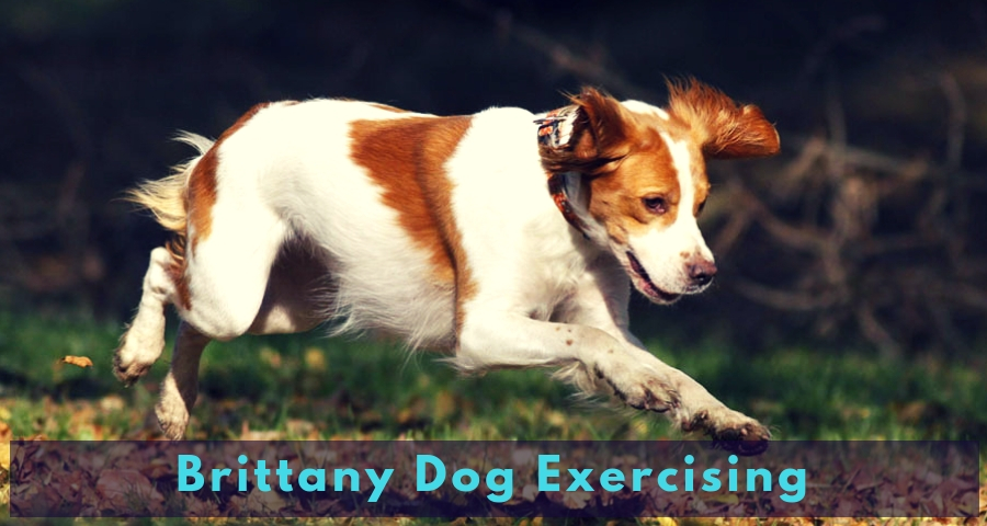 Brittany Dog Exercising