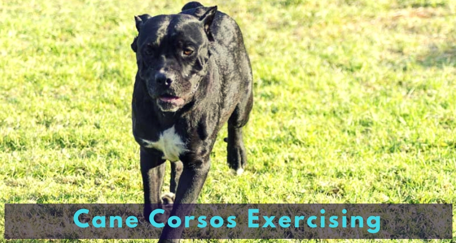 Cane Corsos Exercising