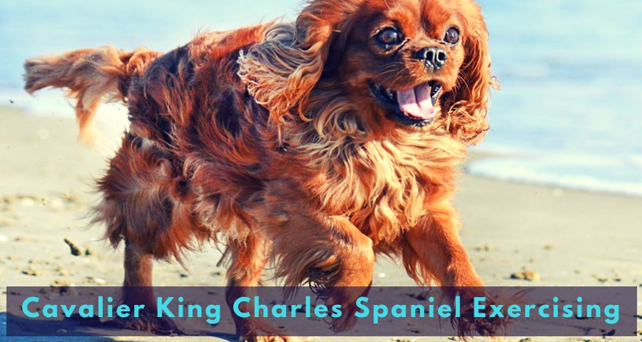 Cavalier King Charles Spaniel Exercising