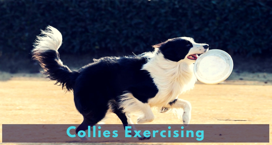 Collies Exercising