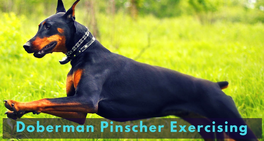 Doberman Pinscher Exercising
