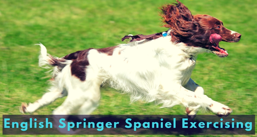 English Springer Spaniel Exercising