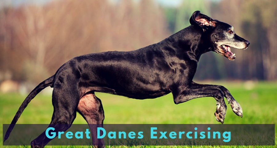 Great Danes Exercising