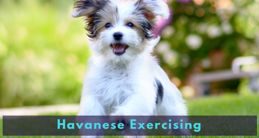 Havanese Exercising