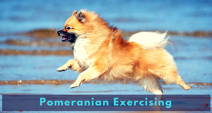 Pomeranian Exercising