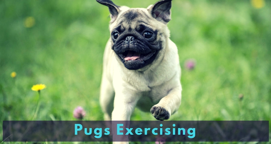Pugs Exercising