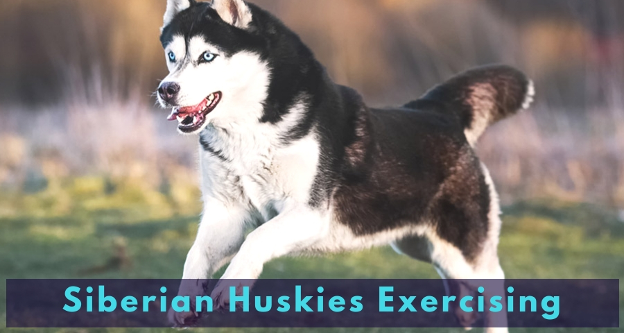 Siberian Huskies Exercising