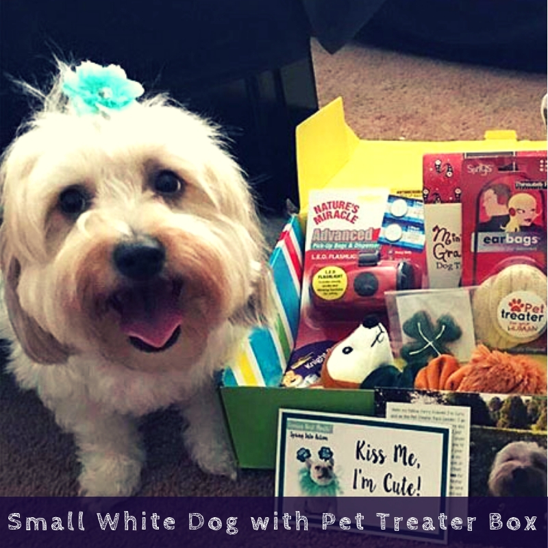 Small White Dog with Pet Treater Box